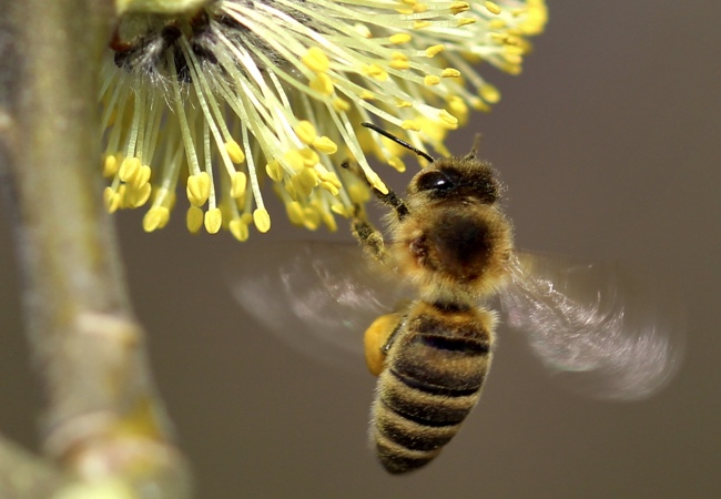 Osobnost a včelař