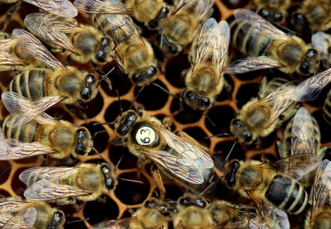 Ohlédnutí za včelařským rokem 2015–2016