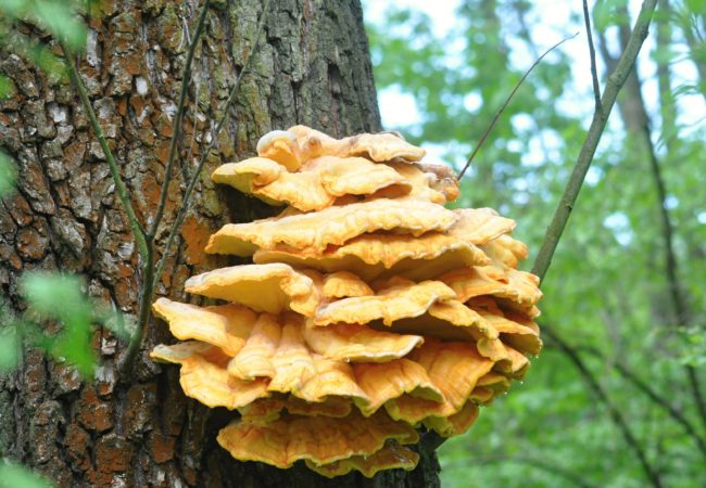 Sírovec žlutooranžový – nápadně barevná houba