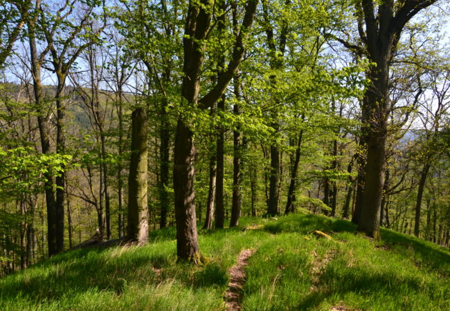 Kam do zeleného království – Výpravy do lesa