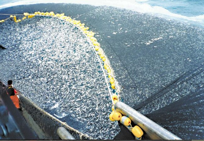 Dopady průmyslového rybolovu